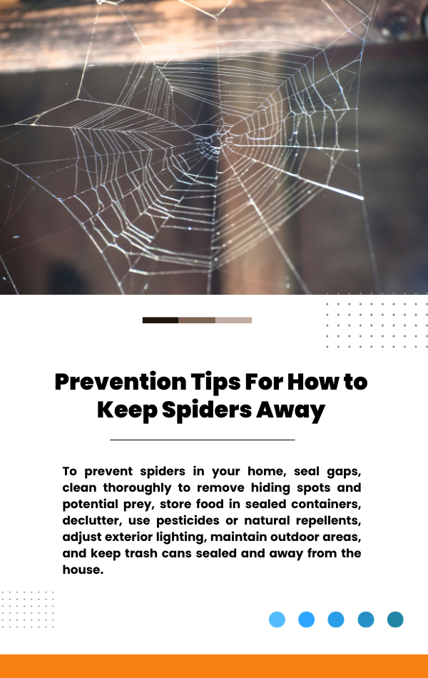 How To Get Rid Of Spiders In Your Texas Home Naturally - qyxo3mv
